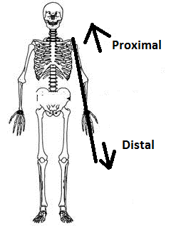 proximal vs distal